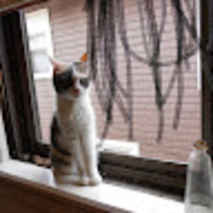 Meet your Posher, Isabel